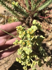 Euphorbia paralias
