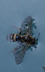 Halictus