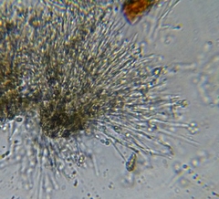 Eustilbum aureum