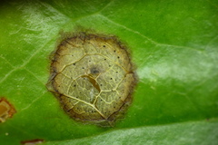 Botryosphaeriales