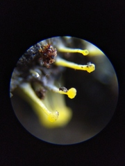 Eustilbum aureum