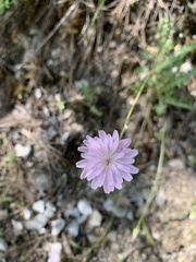 Crepis purpurea