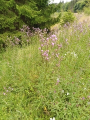 Cirsium arvense