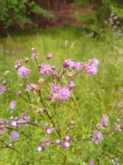 Cirsium arvense