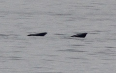 Balaenoptera borealis