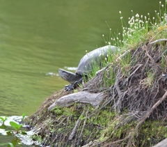 Kinosternon hirtipes murrayi