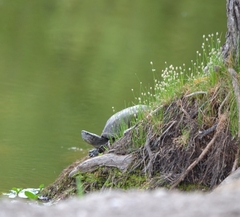 Kinosternon hirtipes murrayi