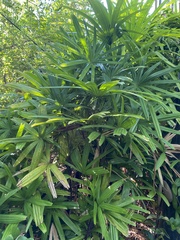 Rhapis excelsa