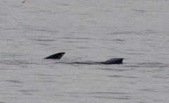 Balaenoptera borealis