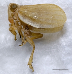Agalmatium bilobum