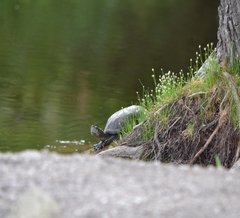 Kinosternon hirtipes murrayi