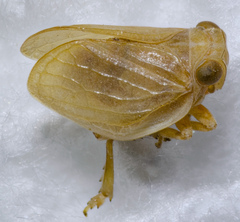 Agalmatium bilobum
