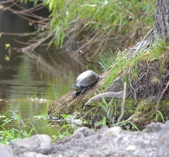 Kinosternon hirtipes murrayi