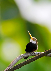 Brachygalba albogularis