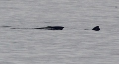 Balaenoptera borealis