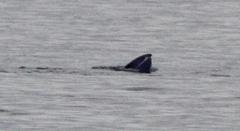 Balaenoptera borealis
