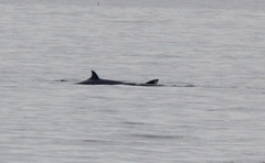 Balaenoptera borealis