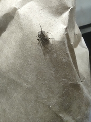 Araneae