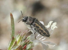 Anambodera nebulosa