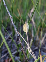 Calochortus nudus