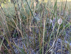 Calochortus nudus