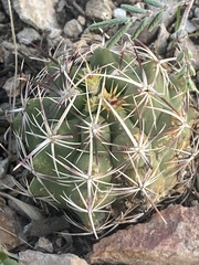 Thelocactus bicolor