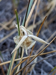 Calochortus nudus