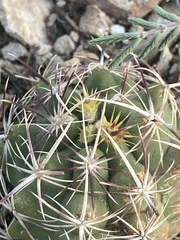 Thelocactus bicolor