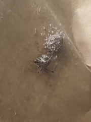 Araneae