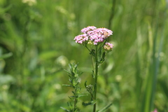 Achillea aspleniifolia