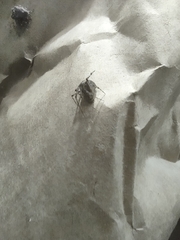 Araneae