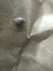Araneae
