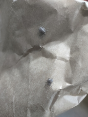 Araneae