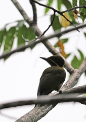Piculus chrysochloros