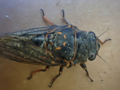 Okanagana occidentalis