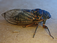 Okanagana occidentalis