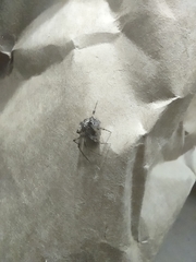 Araneae
