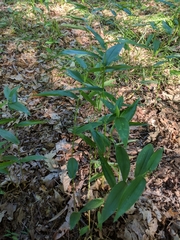 Dichanthelium latifolium
