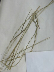 Lolium perenne perenne