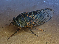 Okanagana occidentalis