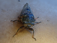 Okanagana occidentalis