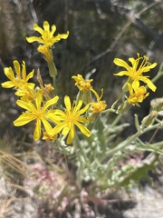 Crepis intermedia