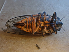 Okanagana occidentalis