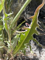 Crepis intermedia