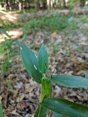 Dichanthelium latifolium