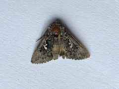 Syngrapha alias