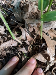 Dichanthelium latifolium