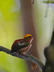 Machaeropterus pyrocephalus