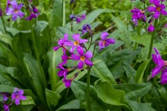 Primula parryi