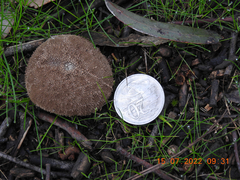Lycoperdon scabrum